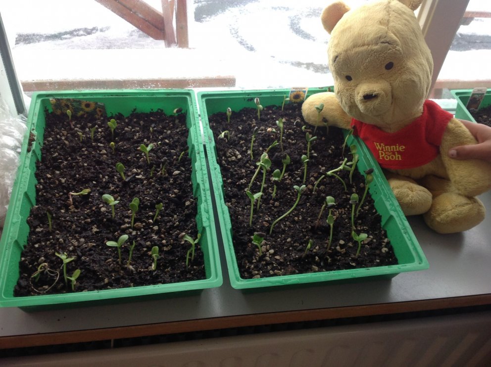 Starfsdagur leikskóla