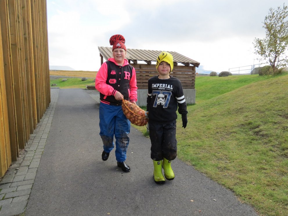 Kartöflur teknar upp í september