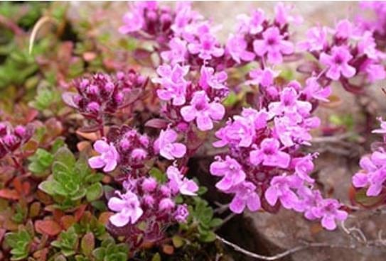 Sumarlokun Heiðarskóla