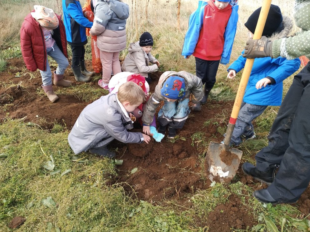 Kartöflur teknar upp í dag