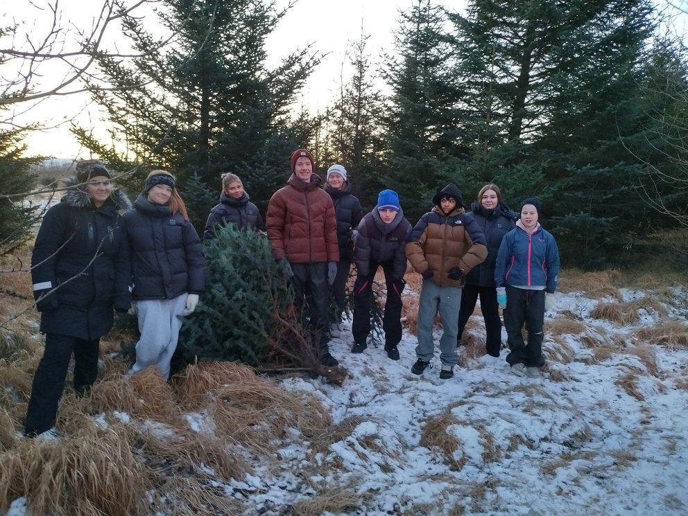 Jólatré sótt í Álfholtsskóg