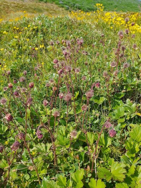 Sumarlokun og skólasetning í Heiðarskóla