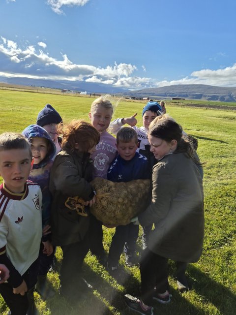 Góð kartöfluuppskera hjá nemendum í Heiðarskóla
