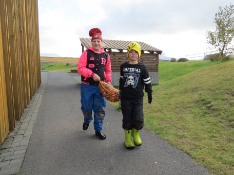 Kartöflur teknar upp í september