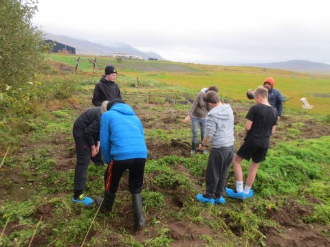 Kartöflur teknar upp í september