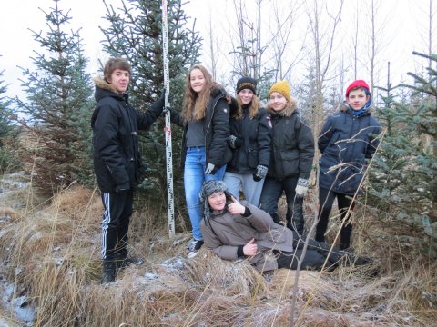 Jólatréð sótt í Álfholtsskóg