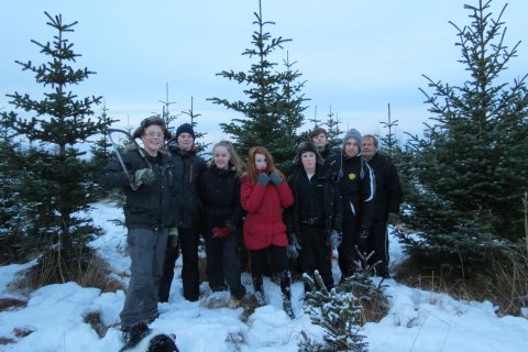 Jólatréð sótt í Álfholtsskóg