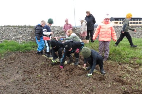 Kartöflur settar niður í Heiðarskóla