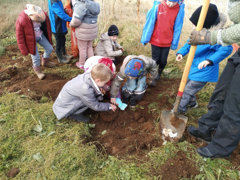 Kartöflur teknar upp í dag