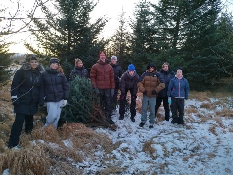 Jólatré sótt í Álfholtsskóg