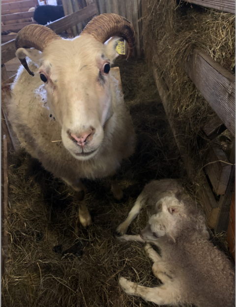 Sveitaferð í Skýjaborg